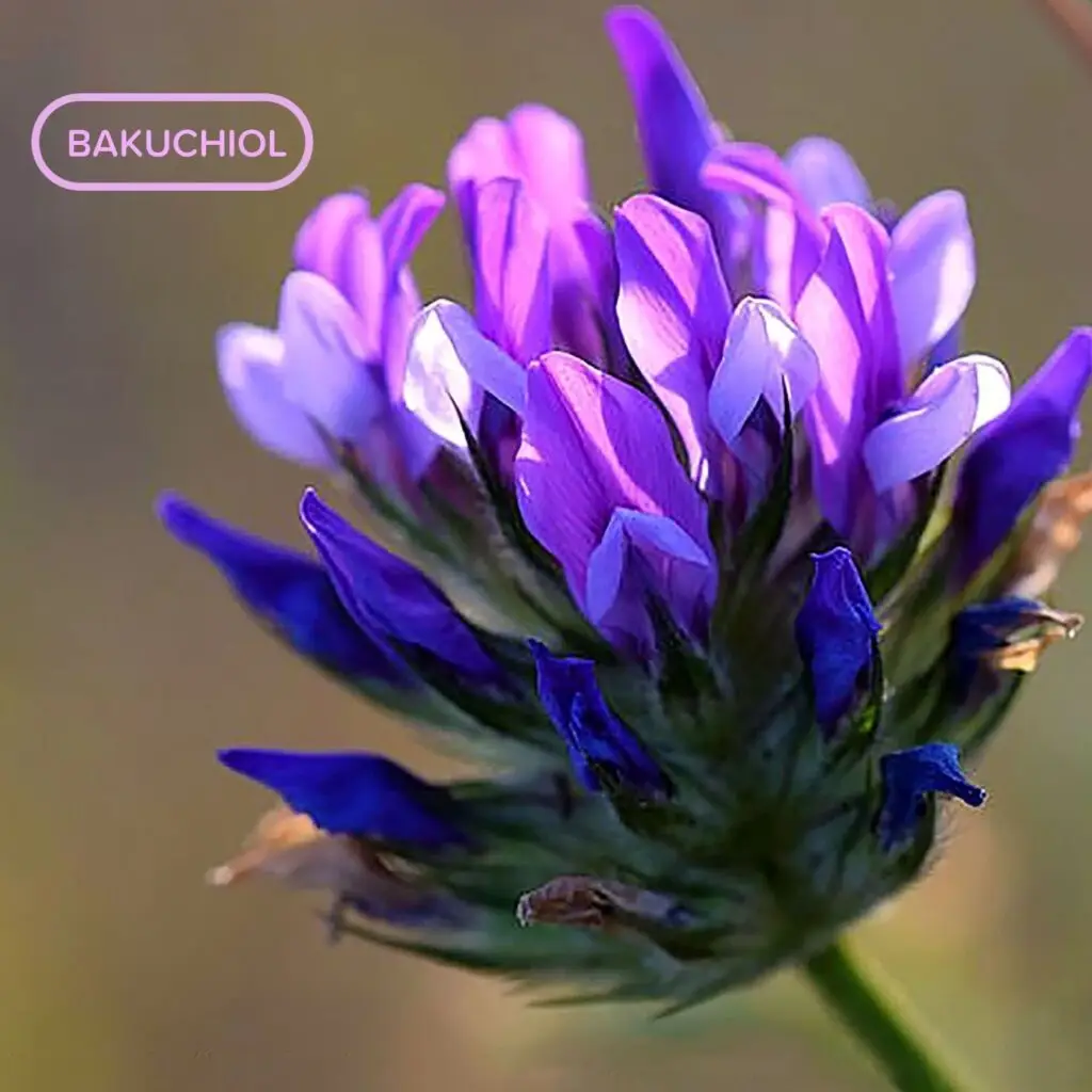 Bakuchiol flower botanical ingredient natural anti-aging serum plant-based retinol alternative source gentle skincare formulations professional botanical photography