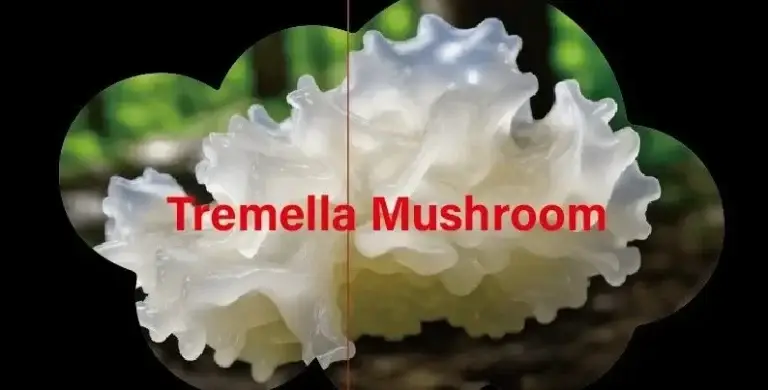 Best tremella mushroom hyaluronic acid serum natural anti-aging face serum superior hydration moisture retention ultra hydration botanical skincare